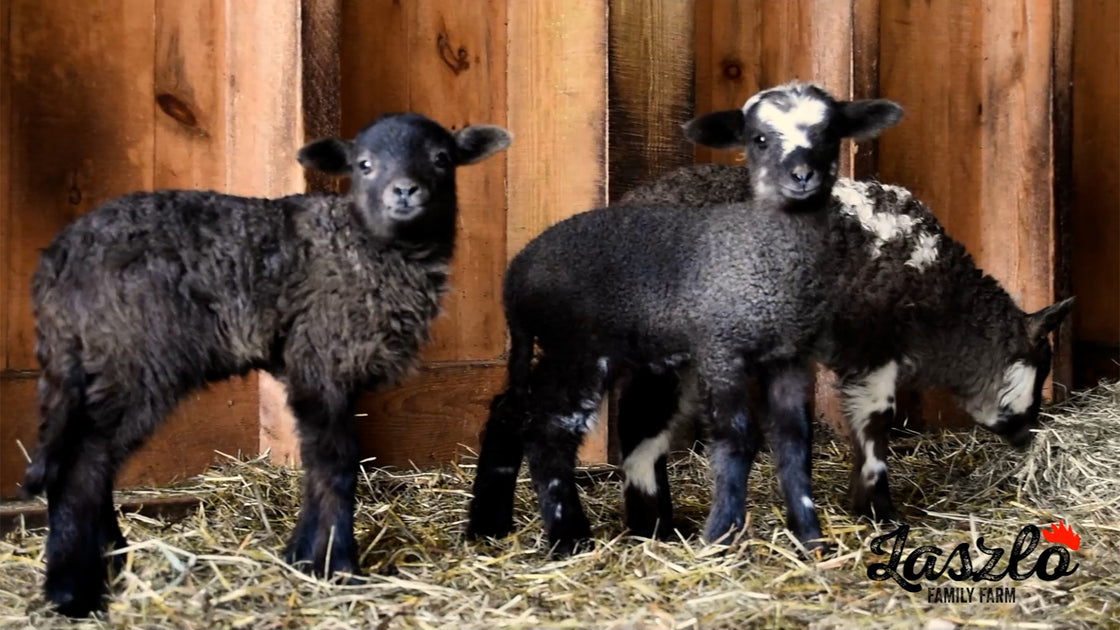 Laszlo's Lambing Shed – Laszlo Family Farm